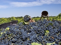 Гендиректора «Южно-Цимлянского» оштрафовали почти на 300 000 рублей за невыплату зарплаты рабочим 