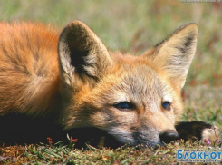 В Цимлянском районе в заповеднике убили бешеную лису