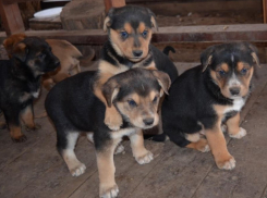 Девять хорошеньких «колобочков» вместе с мамой-собакой живут на улице