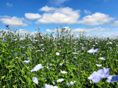 +29 и небольшой дождь обещают волгодонцам синоптики в первый день июля
