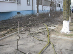 Жители «пятиэтажки» в Волгодонске «воюют»  с управляющей компанией из-за  деревьев во дворе дома