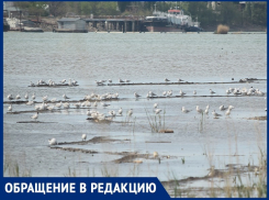 «На гербе города не хватает чайки»: волгодонец