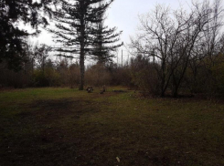 37 лет назад в Волгодонске осудили двух мужчин, спиливших канадские ели в дендропарке