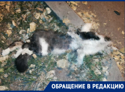 Стая бездомных псов разорвала кошку на улице Лермонтова, - волгодончанка 