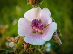В среду при долгом нахождении на улице у волгодонцев может возникнуть ощущение усталости