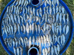 До пяти лет тюрьмы грозит двоим браконьерам, орудовавшим в акватории Цимлянского водохранилища