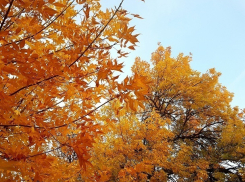 В среду в Волгодонске будет теплая и солнечная погода