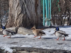 Две пары диких уток остались на зимовку в микрорайоне В-8