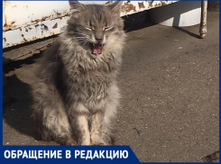 На рынке «Солнышко» в Волгодонске потравили котов,- волгодончанка 