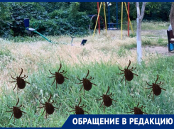 После прогулки вдоль сквера «Дружба» волгодонец снял шесть клещей со своей собаки