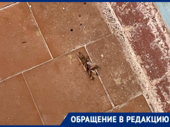 Полчища тараканов и вечные порывы в грязном доме на Кошевого: жители устали жить в антисанитарии