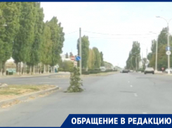 На месте открытого люка на Гагарина «выросло» дерево 