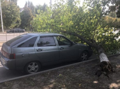 Вырванное с корнем дерево упало на припаркованный на проспекте Строителей ВАЗ-2112