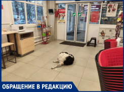 «Какую заразу она принесет?»: горожанка возмущена разгуливающей собакой в продуктовом магазине