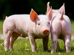 Волгодонску может угрожать чума свиней