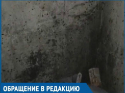 Туча мерзких тараканов заполонила подъезд на Строителей