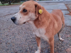 В микрорайоне В-7 стая собак едва не загрызла женщину