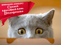Стартует конкурс «Самый красивый кот Волгодонска-2018»