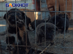 Оставшиеся без мамы щенки тигрового окраса мечтают о семье и заботе