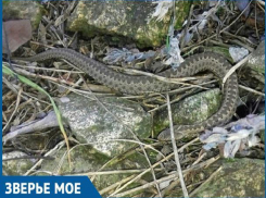 Житель Красного Яра  заметил перед домом двух степных гадюк