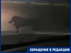 «Преступная группировка»: стая собак не давала проехать волгодонцам