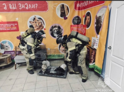 Пожар на выставке кошек произошел в ТРЦ Волгодонска