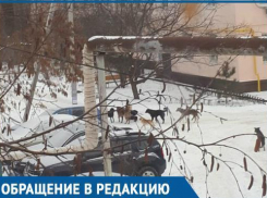 Из-за стаи бродячих собак волгодончанка отправляет ребенка в школу на такси