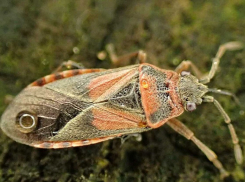 Что за смердящие клопы массово атаковали Волгодонск 