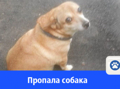 13-летняя собака «Рыжуля» пропала в Волгодонске 