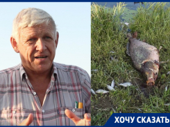 «Это экологическая катастрофа»: волгодонцы о массовом вымирании рыбы в «Городе счастья»