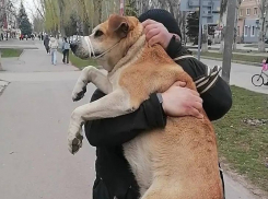 Их десятки: названо количество отловленных и выпущенных на волю бродячих собак в Волгодонске 