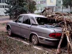 Тополь раздавил легковой автомобиль в районе педучилища в Волгодонске