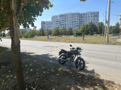Сбил насмерть собаку 16-летний мотоциклист на проспекте Курчатова