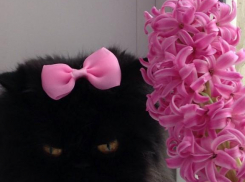 Бася - 72-я участница конкурса «Самый красивый кот Волгодонска»