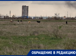 «Выжидают в траве и кидаются на людей»: стая бездомных собак держит в ужасе прохожих у набережной в Волгодонске  