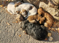 Коробку с 12 щенками выкинули недалеко от администрации Волгодонска 
