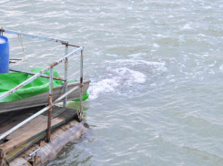 494 тысячи мальков сазана выпустили в Цимлянское водохранилище