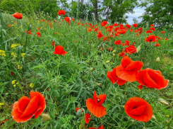 Последний день лета порадует волгодонцев солнечной и безветренной погодой 