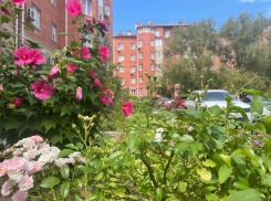 До +29 прогреется Волгодонск в первый день августа