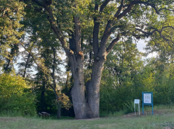 Его с трудом охватят 7 человек: как найти самый старый дуб Юга России, который начал расти в эпоху Смуты 400 лет назад