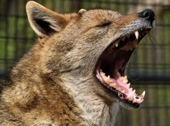 Стая шакалов зашла в Волгодонск на дачи и базы отдыха: чем это грозит людям