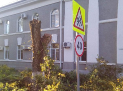 Тополя у администрации Волгодонска подстригли почти под корень