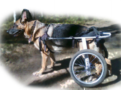 В Волгодонске волонтеры собирают деньги на инвалидное кресло для бездомного пса