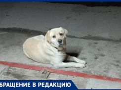 «Кто потерял лабрадора?: жители Волгодонска ищут хозяина породистого пса
