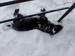 Отравленная бродячая собака умирала на глазах ребенка возле школы в Волгодонске