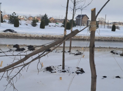 «Молодой мужчина с пилой, никого не боялся»: очевидцы об уничтожении кленовой аллеи на проспекте Мира 