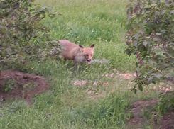 Задорная лиса поселилась в кустах рядом с детской больницей на Гагарина