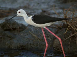 Тонкие и длинные лапки цимлянских ходулочников вызывают удивление у людей