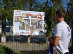 Волгодонцы смогут помочь бездомным животным с передержки 