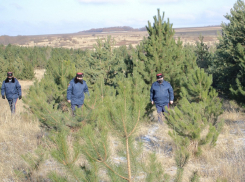 Волгодонцев предупредили о штрафах за рубку елок и сосен
